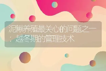 泥鳅养殖最关心的问题之一：越冬期的管理技术