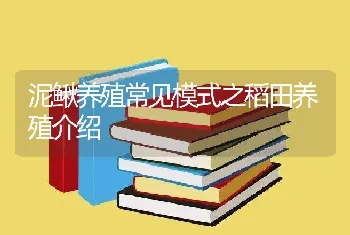 泥鳅养殖常见模式之稻田养殖介绍