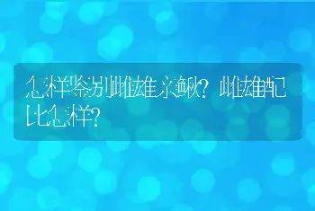 怎样鉴别雌雄亲鳅？雌雄配比怎样？