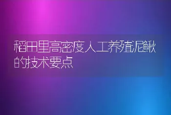 稻田里高密度人工养殖泥鳅的技术要点