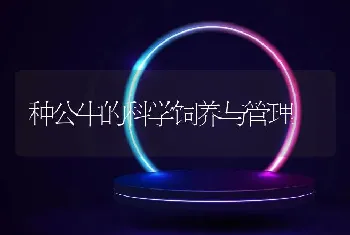 种公牛的科学饲养与管理