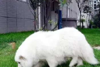 怀孕期的狗狗一定要注意这些饮食，否则后果不堪设想！