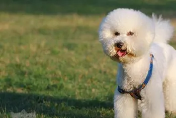 比熊犬多久梳一次毛比较好 卷毛比熊犬怎么梳毛方法