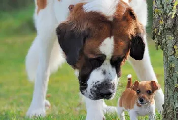 圣伯纳犬怎么养 圣伯纳犬饲养方法介绍