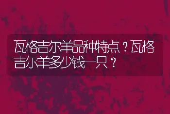 瓦格吉尔羊品种特点？瓦格吉尔羊多少钱一只？