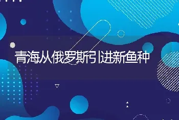 青海从俄罗斯引进新鱼种