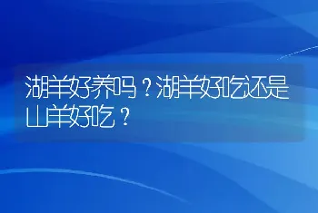 湖羊好养吗？湖羊好吃还是山羊好吃？