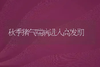 秋季猪气喘病进入高发期