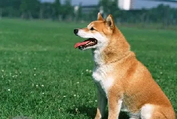 中华田园犬什么东西不能吃 土狗不能吃的食物介绍