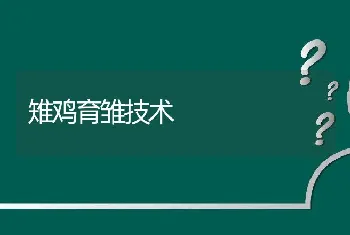 鸡的兔疫接种法