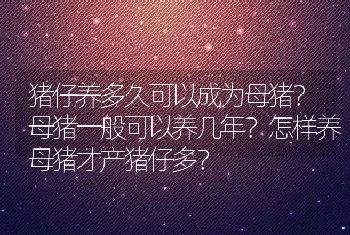 猪仔养多久可以成为母猪？母猪一般可以养几年？怎样养母猪才产猪仔多？