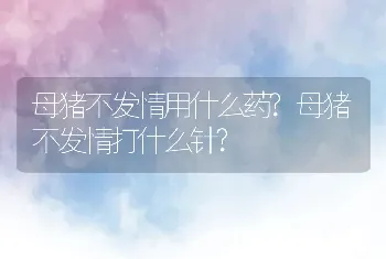 母猪不发情用什么药?母猪不发情打什么针?