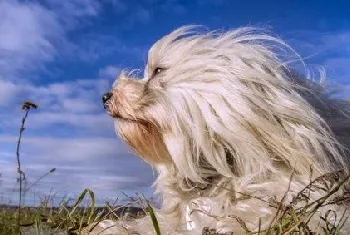 哈瓦那犬怎么修剪指甲 哈瓦那犬指甲修剪方法