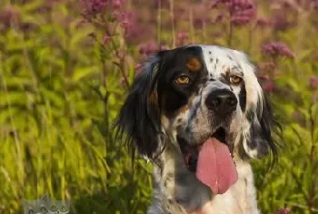 英格兰雪达犬毛发怎么修剪 英国雪达犬护理方法