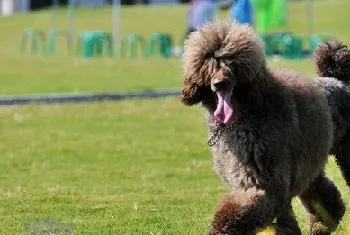 巨型贵宾犬挑食怎么办 巨型贵宾犬挑食处理方法