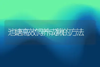 池塘高效饲养成鳅的方法