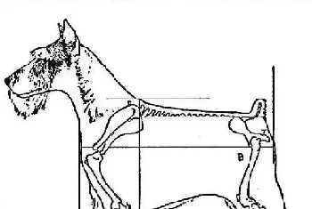 湖北最严禁犬令出台，禁止饲养35种犬只和提高超标的犬只！