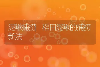 泥鳅捕捞|稻田泥鳅的捕捞新法