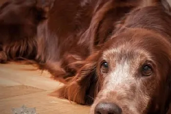 爱尔兰雪达犬能吃鸡蛋吗 爱尔兰雪达犬饮食禁忌