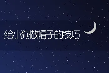 给小狗做帽子的技巧