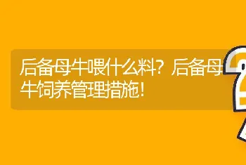 后备母牛喂什么料？后备母牛饲养管理措施！