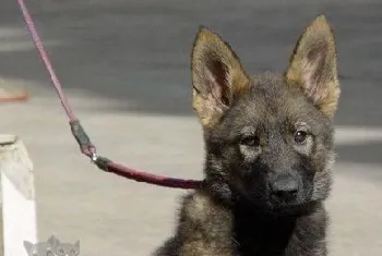 昆明犬怎么洗澡 昆明犬洗澡方法及注意事项