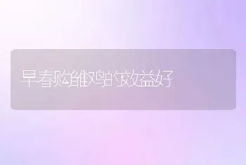 早春购雏鸡的效益好