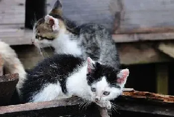 [猫猫图片]初夏萌猫