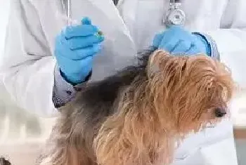 养犬法规规定狗狗必须接种狂犬病疫苗