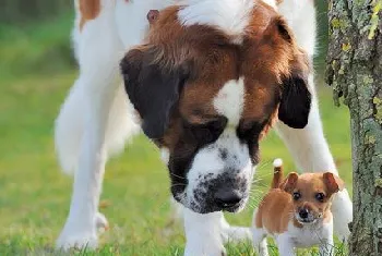 圣伯纳幼犬怎么断奶 圣伯纳幼犬断奶方法