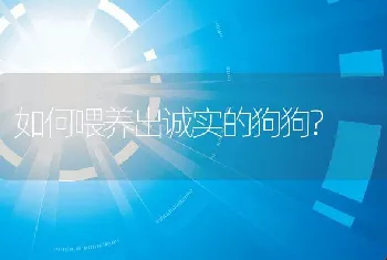 如何喂养出诚实的狗狗?