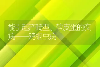 能引起产畸型、软皮蛋的疾病――鸡蛔虫病