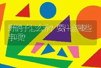 野鸽子怎么养？要注意哪些事项？