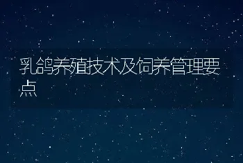 乳鸽养殖技术及饲养管理要点