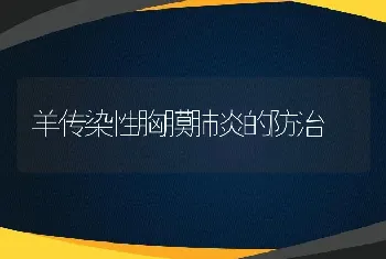 羊传染性胸膜肺炎的防治