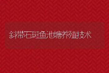 斜带石斑鱼池塘养殖技术