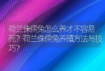 荷兰侏儒兔怎么养才不容易死？荷兰侏儒兔养殖方法与技巧？