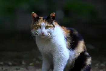 野猫流浪猫区别 认养时注意？