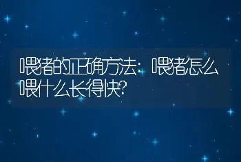 喂猪的正确方法:喂猪怎么喂什么长得快?