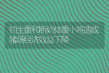 初生重和断奶体重小将造成猪场经济效益下降