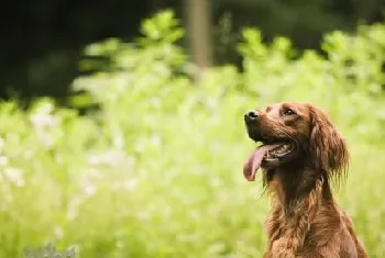 爱尔兰雪达犬怎么护理 毛发护理方法