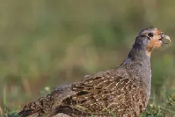 灰山鹑的百科介绍