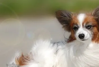 蝴蝶犬什么食物不能吃 蝴蝶犬不能吃的食物介绍