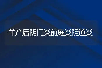 羊产后阴门炎前庭炎阴道炎