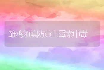 雏鸡须慎防黄曲霉素中毒