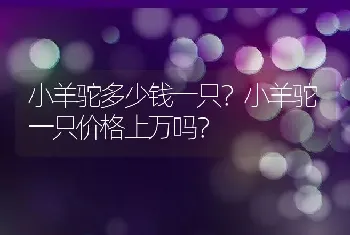 小羊驼多少钱一只？小羊驼一只价格上万吗？