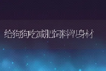 给狗狗吃减肥饲料塑身材