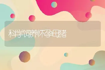 科学饲养怀孕母猪