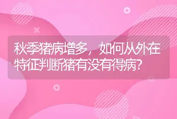 秋季猪病增多，如何从外在特征判断猪有没有得病？