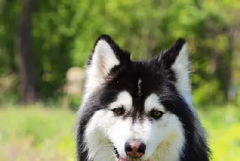 阿拉斯加犬怎么养 阿拉斯加雪橇犬养殖方法